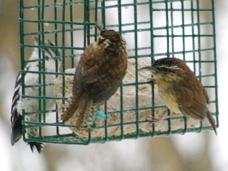 Two Carolina wrens and Mr. downy woodpecker