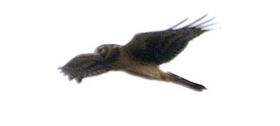 Northern harrier in the distance