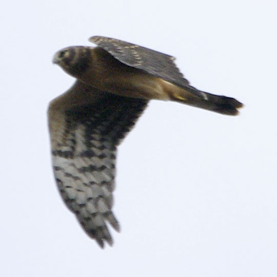 Northern harrier in the distance