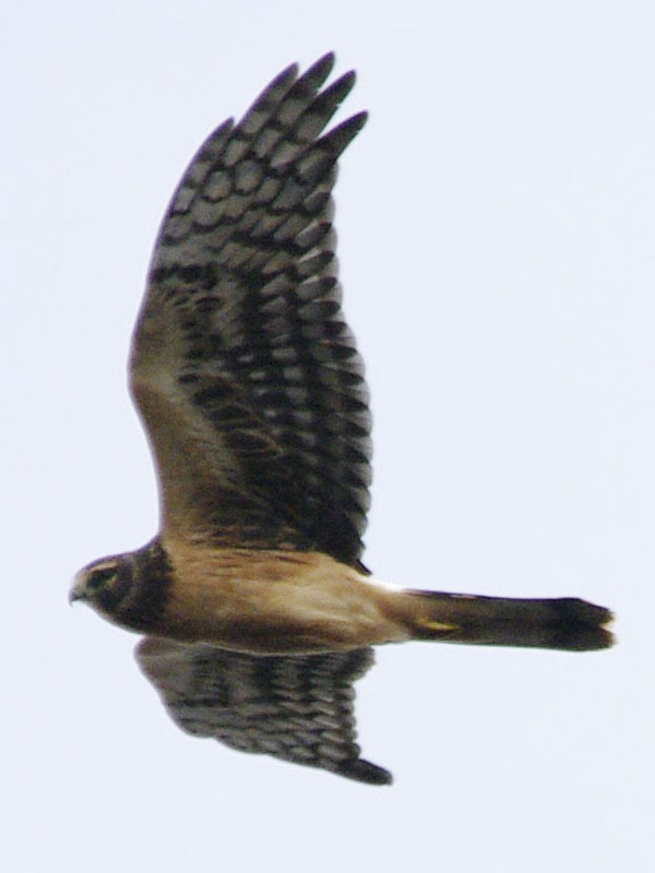 Northern harrier overhead