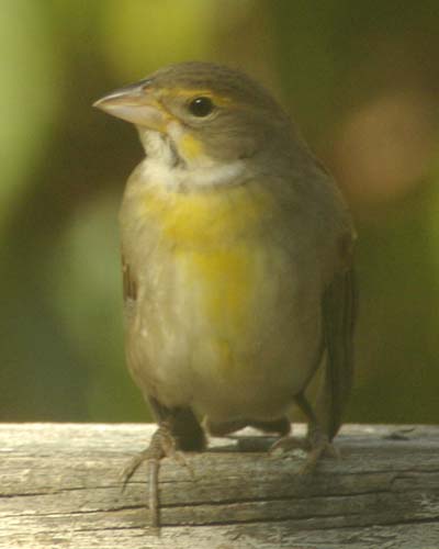 Dickcissel on fence