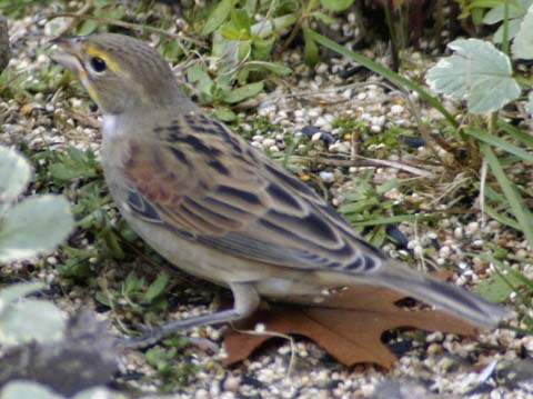 Dickcissel on ground