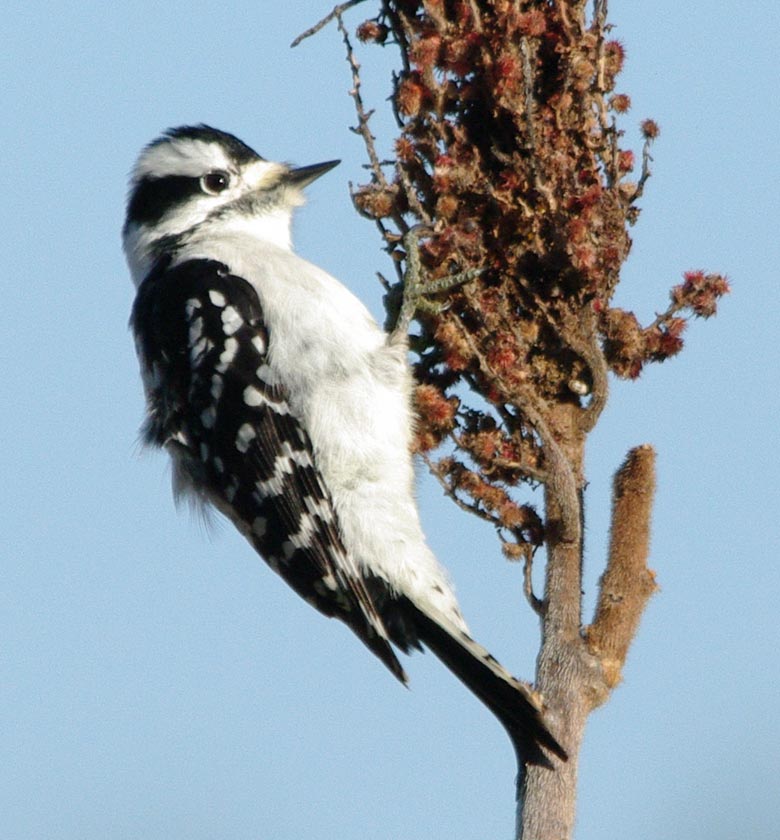 Female downy woodpecker