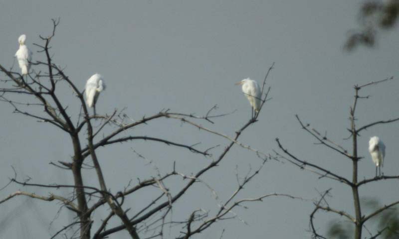 4 great egrets