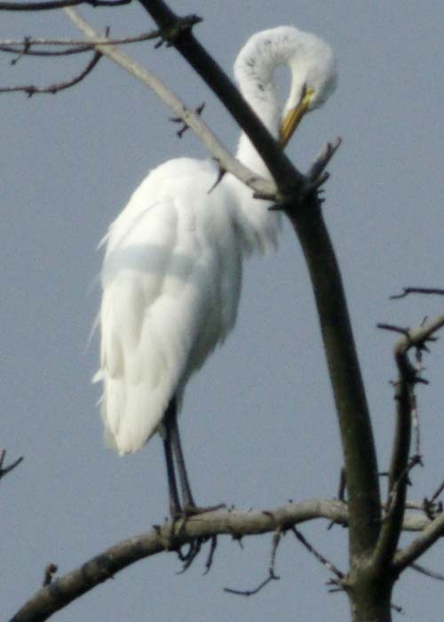 Great egret preening