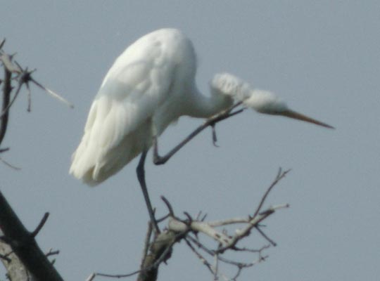 Great egret scratching