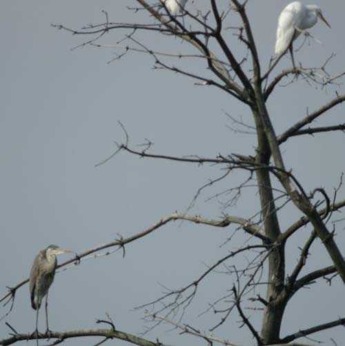 Great blue heron and great egret