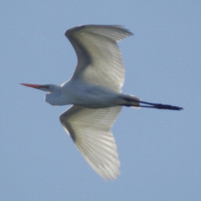 Great egret flying