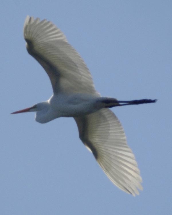 Great egret in flight