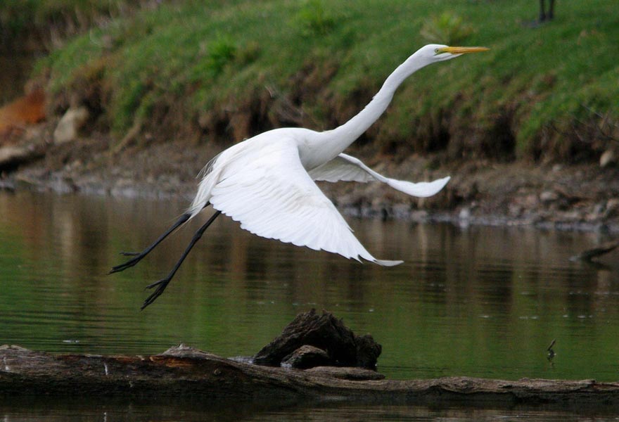 Great egret flying