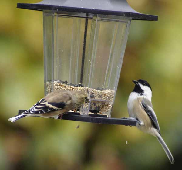 Who's rocking the feeder?