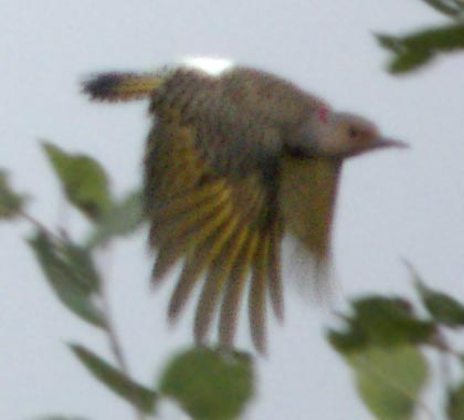 Flicker in flight