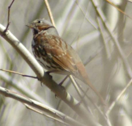 Fox sparrow