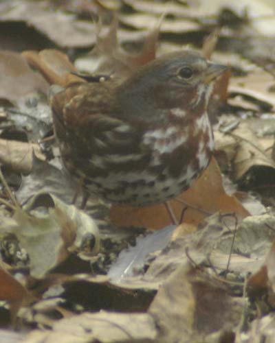 Fox sparrow