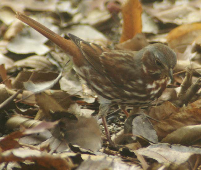 Fox sparrow
