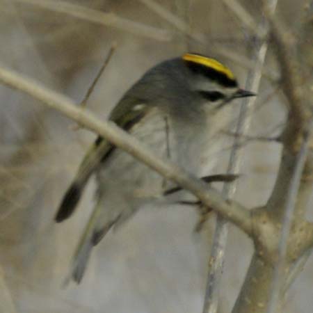 Golden-crowned kinglet