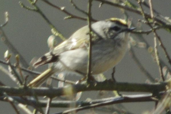 Golden-crowned kinglet