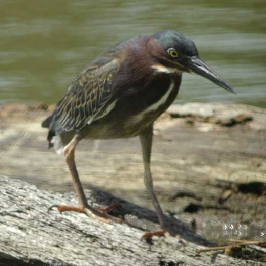Green heron