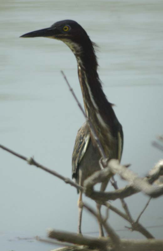 Green blue with neck