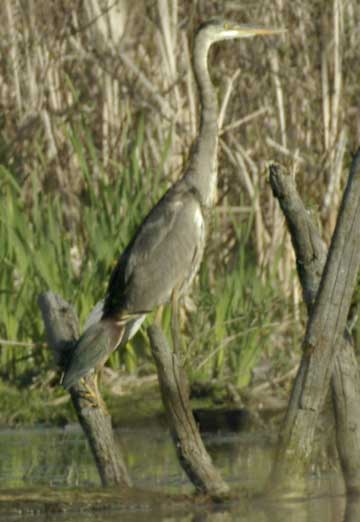 Green heron next to great blue heron