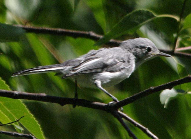 Blue-gray gnatcatcher