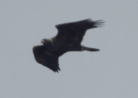 Golden eagle far away