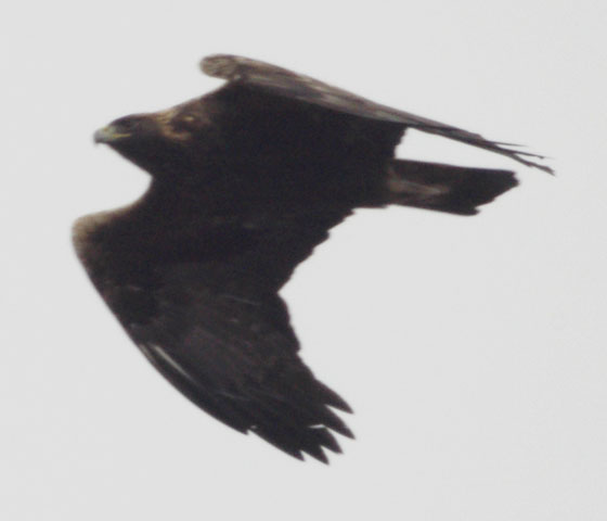 Golden eagle from below