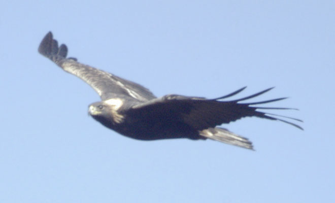 Immature golden eagle