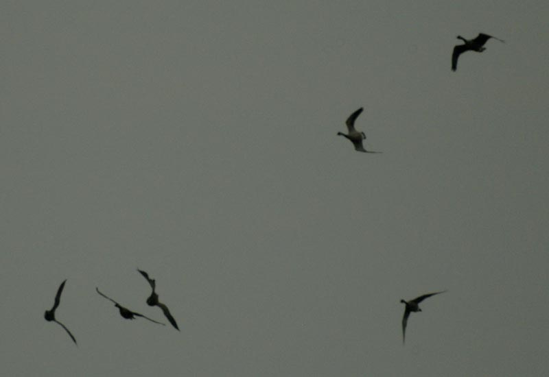 Canada geese - reorganizing
