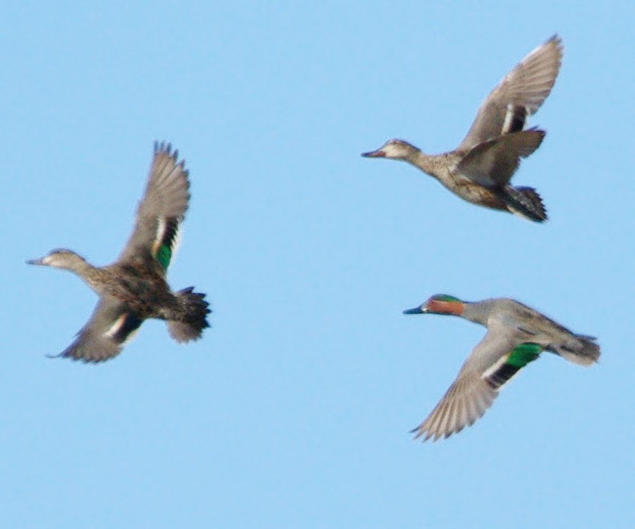 Three green-winged teals