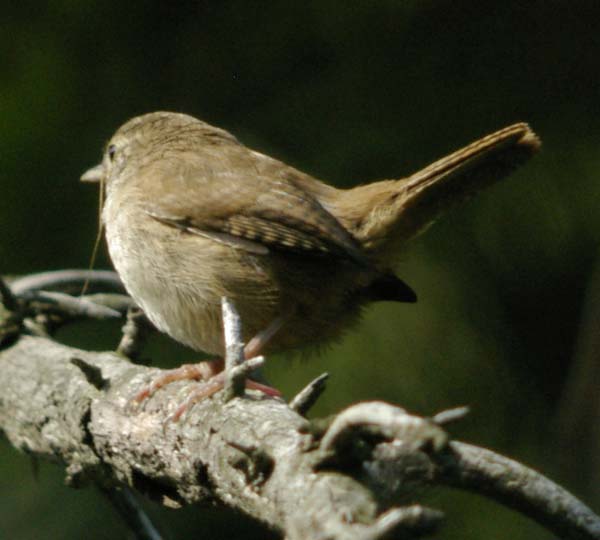 House wren