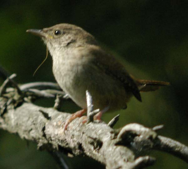 House wren
