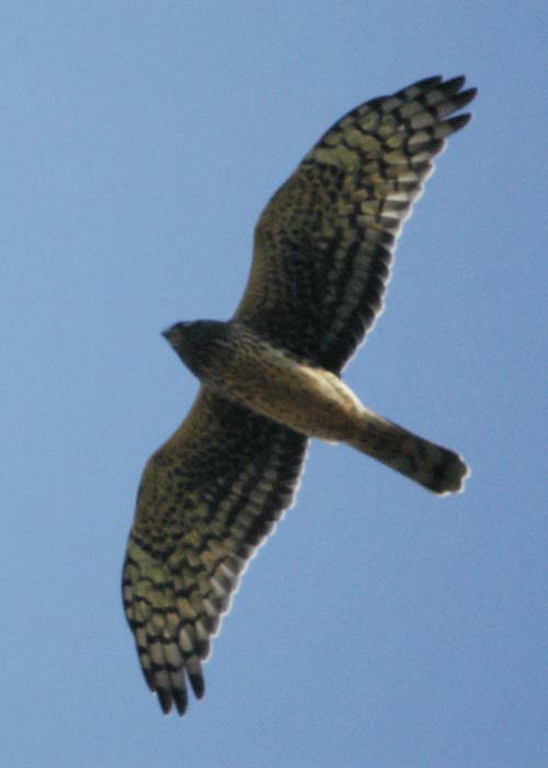 northern harrier