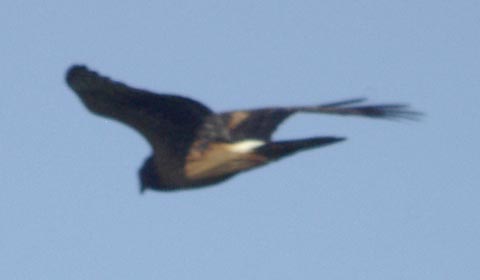 White rump of northern harrier