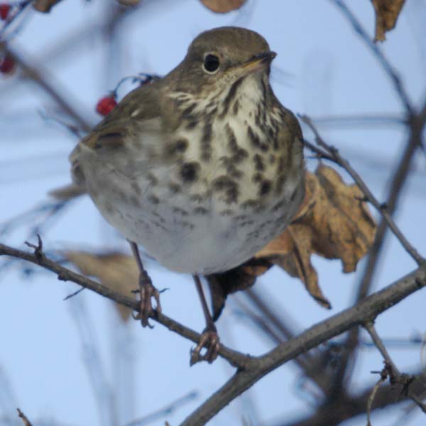Hermit thrush