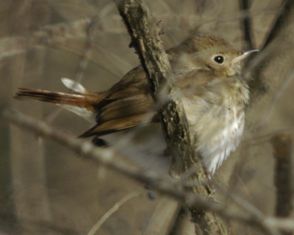 Hermit thrush with tail wag