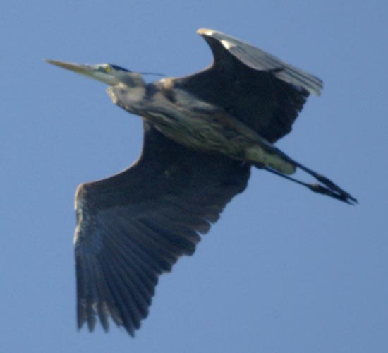 Great blue heron approaching
