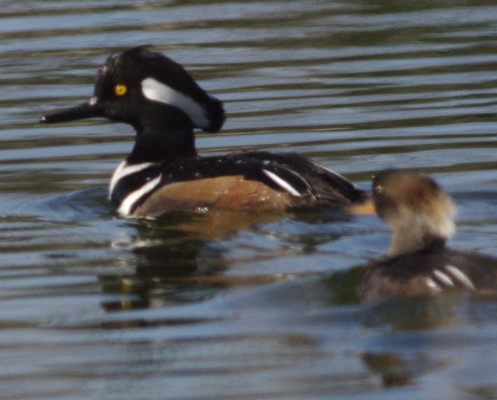 Hooded merganser couple