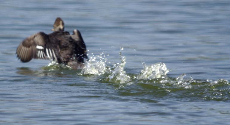 Female merganser on the run