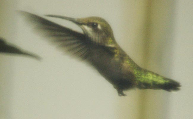 Hummingbird in flight