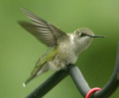Hummerbird leaving perch