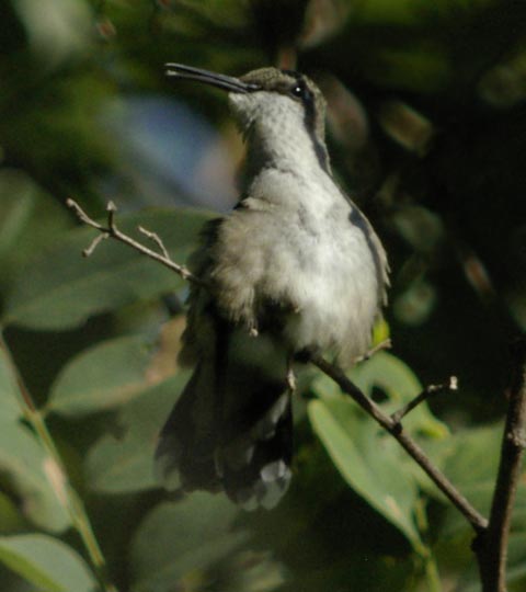 Fluffy: a ruby-throated hummingbird with open bill