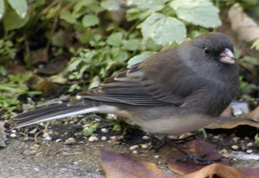Dark-eyed junco eating a seed
