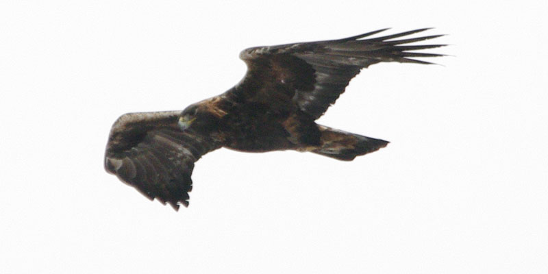Golden eagle looking around