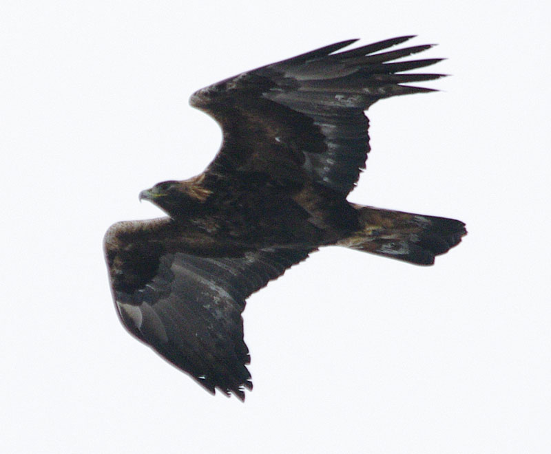 Golden eagle coming closer