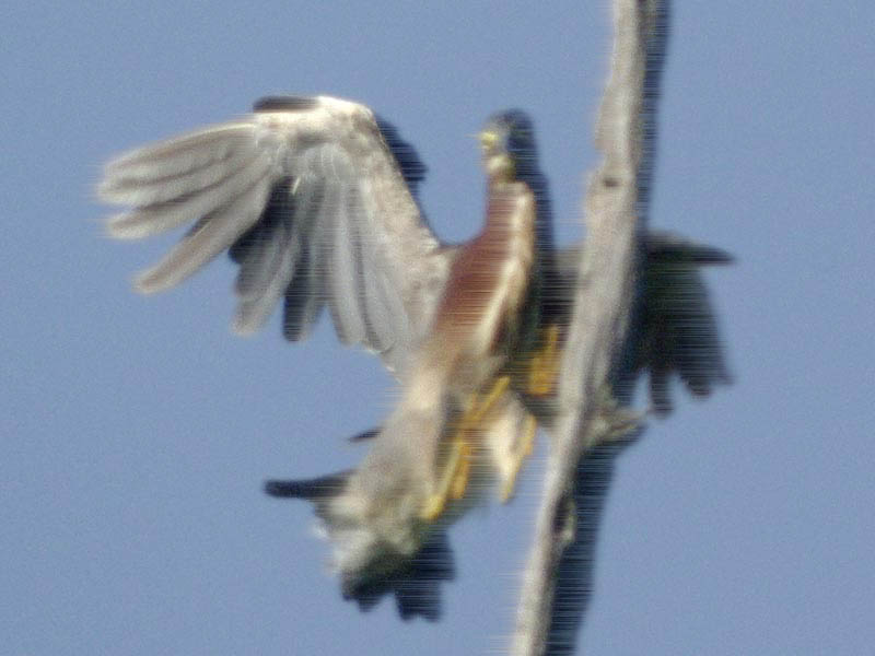 Pressing the rainbow-colored button