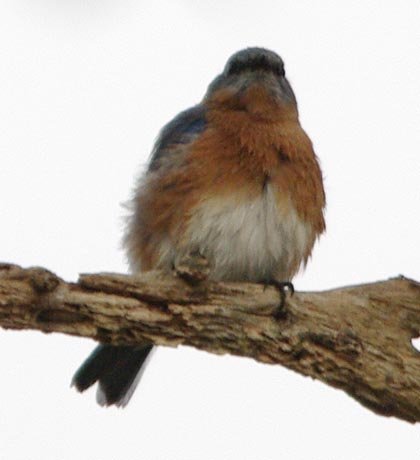 Eastern bluebird