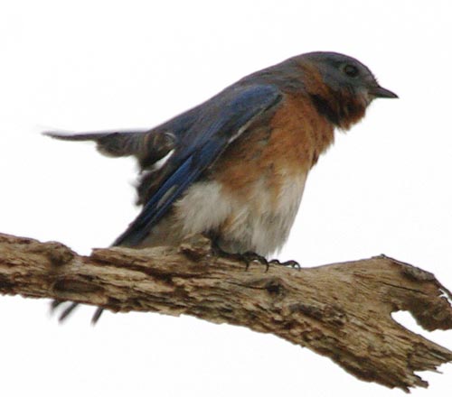 Eastern bluebird