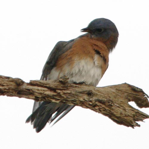 Eastern bluebird