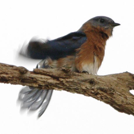 Eastern bluebird